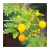 Acacia Farnesiana. Ejemplar