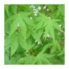 Acer Palmatum
