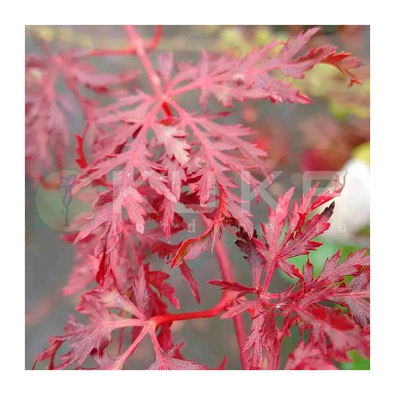 Acer Palmatum Emerald Lace 2 Acer Palmatum Emerald Lace - Imagen 2