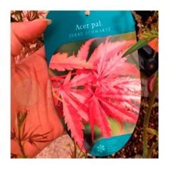 Acer Palmatum Jerre Schwartz -Jardín Y Exteriores acer palmatum jerre schwartz 3