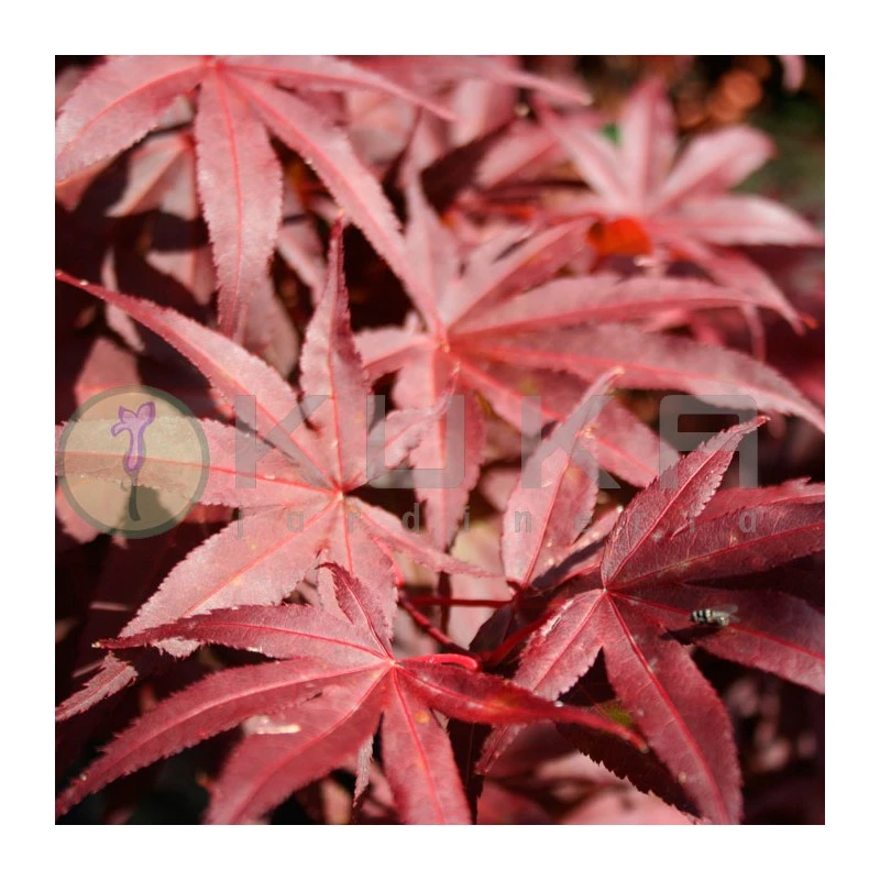 Acer Palmatum Pixie 1 Acer Palmatum Pixie