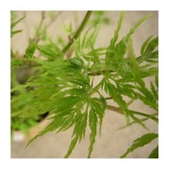 Acer Palmatum Seiryu