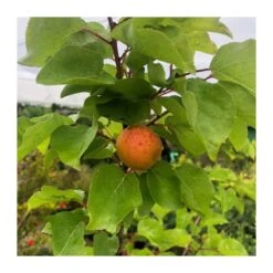 Albaricoque Bulida -Jardín Y Exteriores albaricoque bulida 4