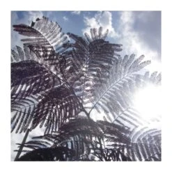 Albizia Julibrisin Summer Chocolate -Jardín Y Exteriores albizia julibrisin summer chocolate 3