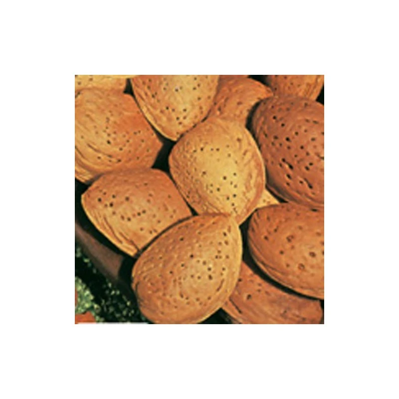 Almendro Ferragnes 1 Almendro Ferragnes