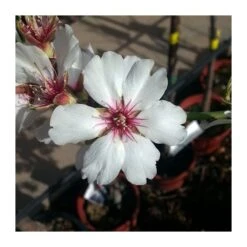 Almendro Glorieta -Jardín Y Exteriores almendro glorieta 4