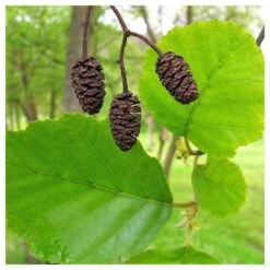 Alnus Glutinosa