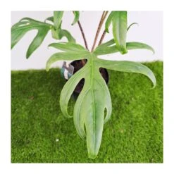 Alocasia Brancifolia Pink Passion -Jardín Y Exteriores alocasia brancifolia pink passion 2