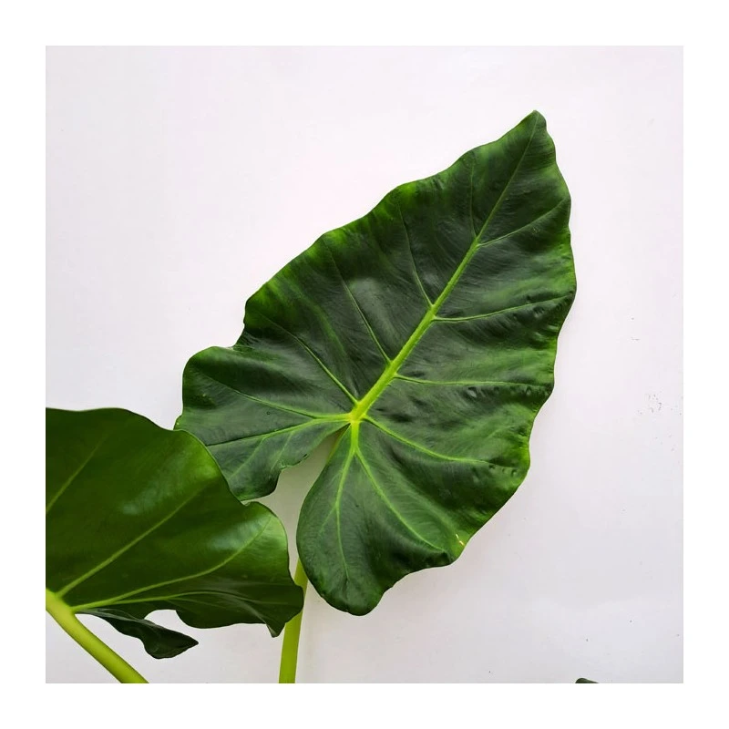 Alocasia Lutea 1 Alocasia Lutea