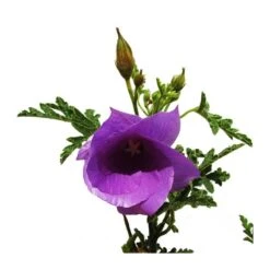 Alyogine Huegelii -Jardín Y Exteriores alyogine huegelii 1