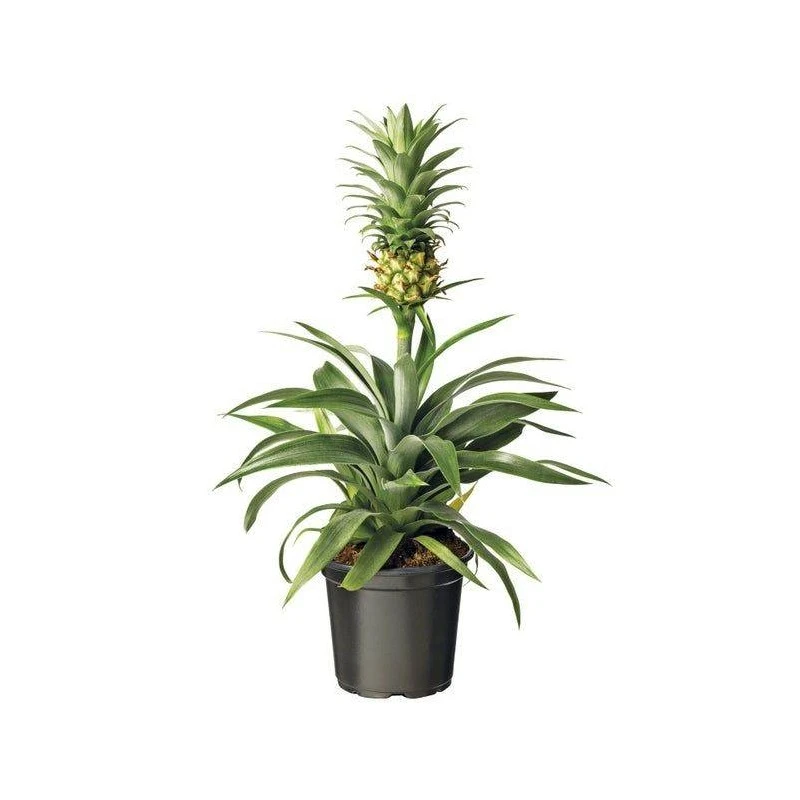 Ananas Corona 2 Ananas Corona - Imagen 2