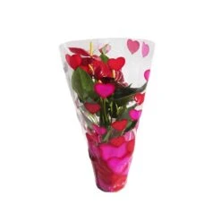 Anthurium Andreanum Variado Sin Flor COMPRA 2 Y PAGA 1 -Jardín Y Exteriores anthurium andreanum 2