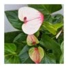 Anthurium Andreaum Mystique