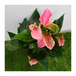 Anthurium Joli Rosa -Jardín Y Exteriores anthurium joli 2