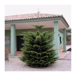 Araucaria Excelsa EJEMPLAR -Jardín Y Exteriores araucaria excelsa 2