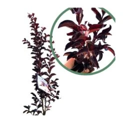 Árbol De Júpiter Black Diamond -Jardín Y Exteriores arbol de jupiter black diamond 2