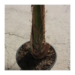 Arecastrum Romanzoffianum EJEMPLAR -Jardín Y Exteriores arecastrum romanzoffianum grande 2