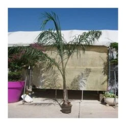 Arecastrum Romanzoffianum EJEMPLAR -Jardín Y Exteriores arecastrum romanzoffianum grande 3