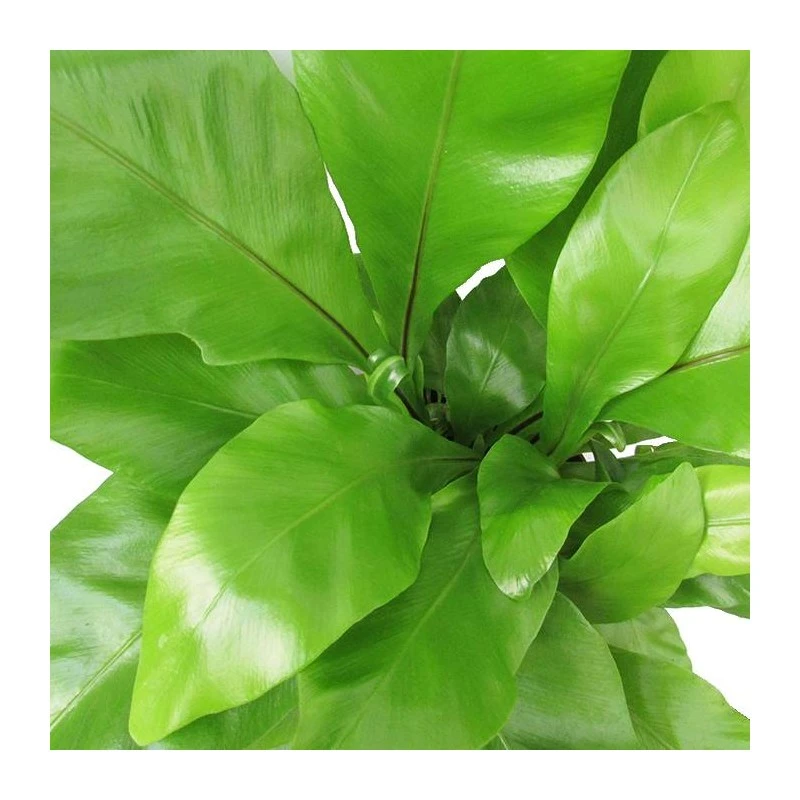 Asplenium Nidus 2 Asplenium Nidus - Imagen 2