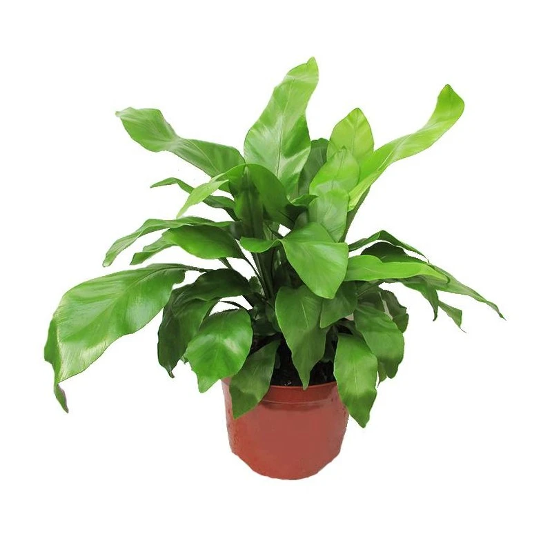 Asplenium Nidus 1 Asplenium Nidus