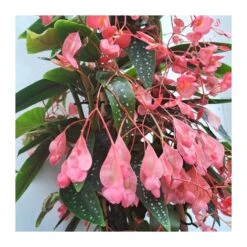 Begonia Picta -Jardín Y Exteriores begonia tamaya 2