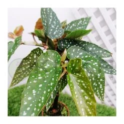 Begonia Tamaya -Jardín Y Exteriores begonia tamaya 5