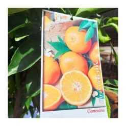 Bifruto Con Clementina Y Limon EJEMPLAR -Jardín Y Exteriores bifruto con clementina y limon 3