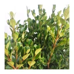 Boj Faulkner -Jardín Y Exteriores boj faulkner 1