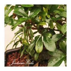 Bonsái Bosque Carmona Sp. -Jardín Y Exteriores bonsai bosque carmona sp 2