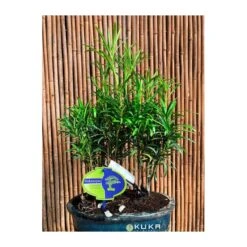 Bonsái Bosque De Podocarpus