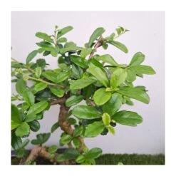 Bonsái Carmona Retusa -Jardín Y Exteriores bonsai carmona retusa 1