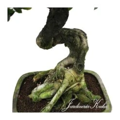 Bonsái Celtis Sinensis -Jardín Y Exteriores bonsai celtis sinensis 2