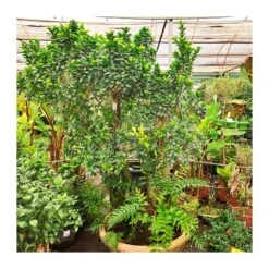 Bonsái Ficus Ginseng Ejemplar -Jardín Y Exteriores bonsai ficus ginseng ejemplar 2