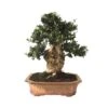 Bonsai Olea Europaea 29 Años