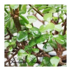 Bonsái Portulacaria Afra