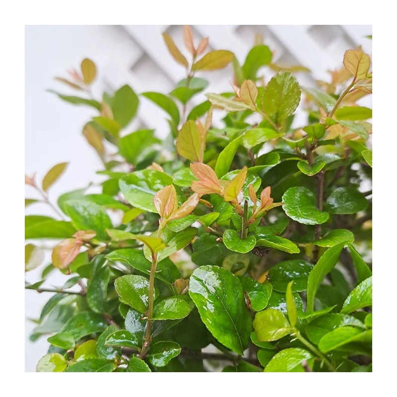 Bonsái Sageretia Theezans 2 Bonsái Sageretia Theezans - Imagen 2