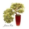 Bonsái Zelkova Parvifolia Cascada