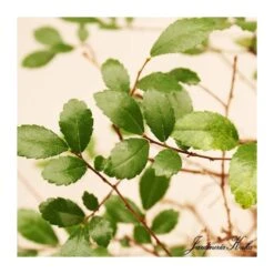 Bonsái Zelkova Parvifolia Cascada 5 Bonsái Zelkova Parvifolia Cascada -Jardín Y Exteriores bonsai zelkova parvifolia cascada 2