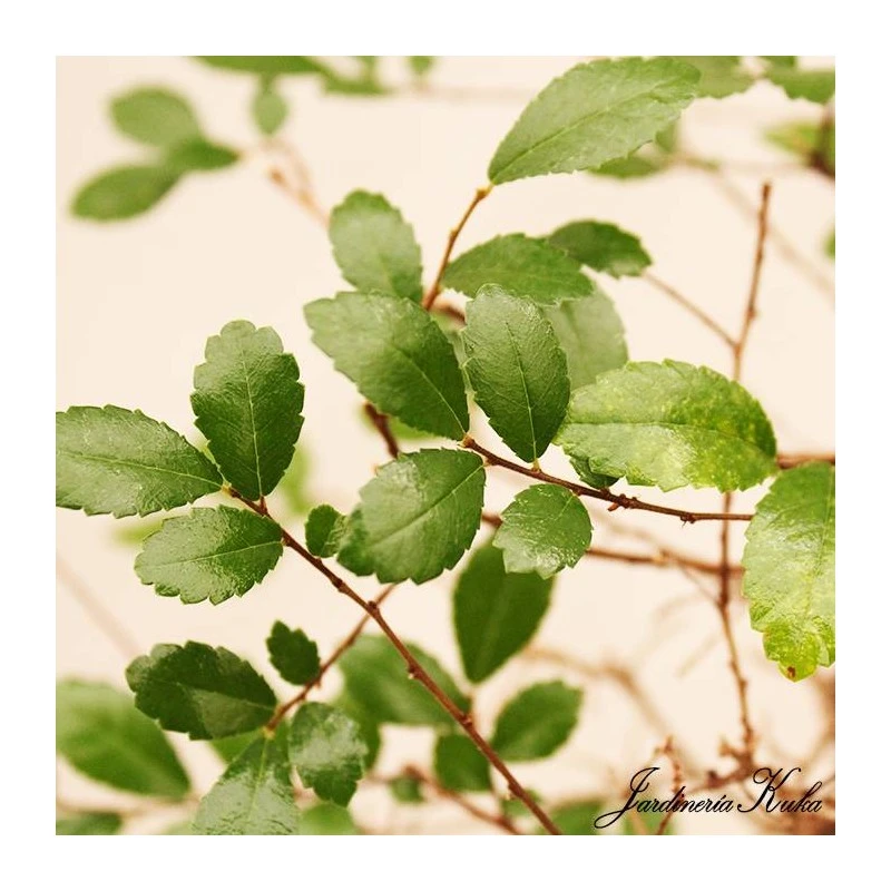 Bonsái Zelkova Parvifolia Cascada 3 Bonsái Zelkova Parvifolia Cascada - Imagen 3