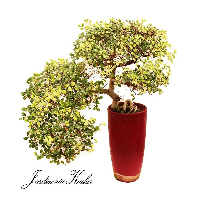 Bonsái Zelkova Parvifolia Cascada 1 Bonsái Zelkova Parvifolia Cascada