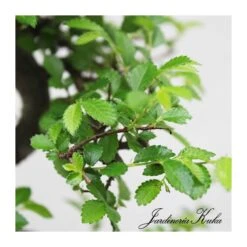 Bonsái Zelkova Sp. -Jardín Y Exteriores bonsai zelkova sp 3