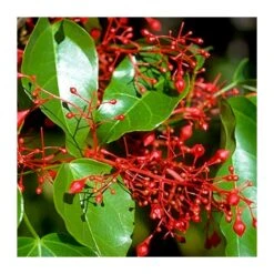 Brachychiton Acerifolius -Jardín Y Exteriores brachychiton acerifolius 2