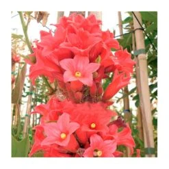 Brachychiton Bidwillii. Ejemplar