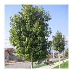 Brachychiton Discolor. Ejemplar