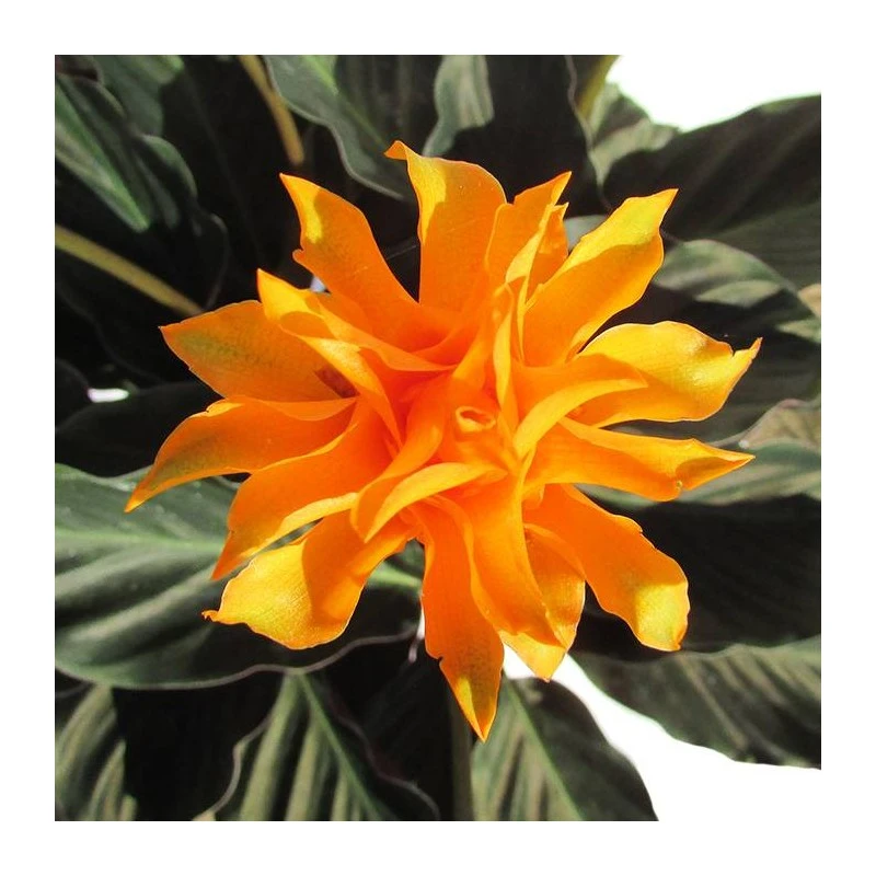 Calathea Crocata Tassmania 2 Calathea Crocata Tassmania - Imagen 2