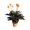 Calathea Crocata Tassmania