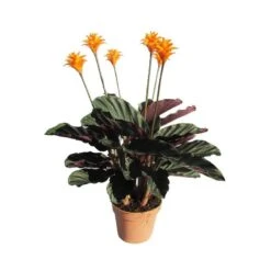 Calathea Crocata Tassmania