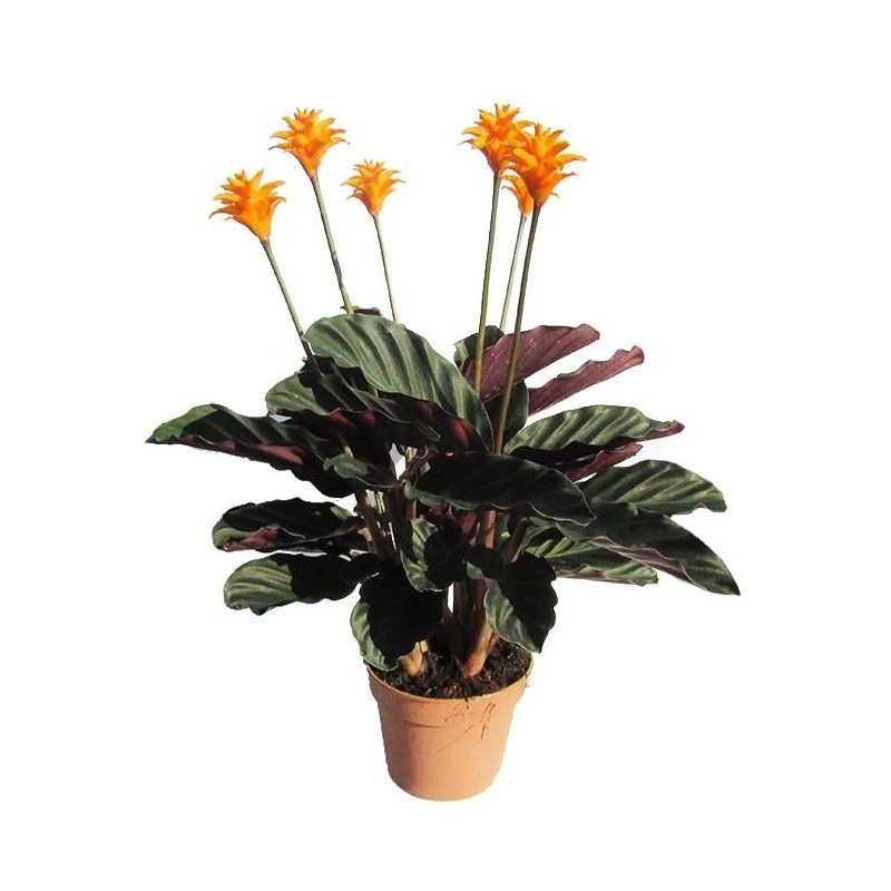Calathea Crocata Tassmania 1 Calathea Crocata Tassmania
