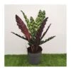 Calathea Lancifolia