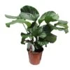 Calathea Orbifolia